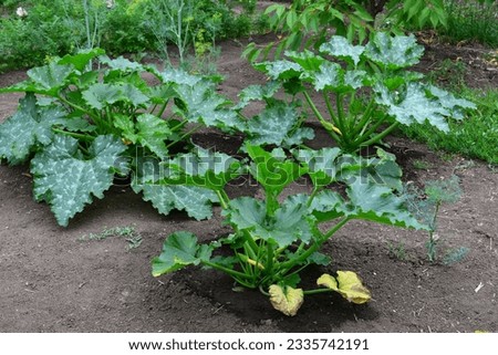group of zucchini plants with wide green leaves on the garden bed close up   Royalty-Free Stock Photo #2335742191