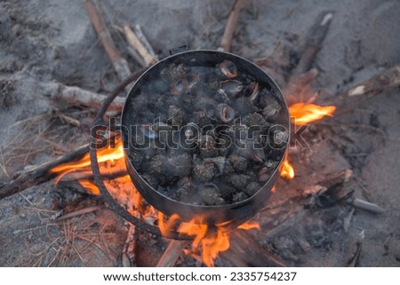 Grilled snail shell on the flaming seafood restaurant, Mediterranean sea snails cooked over a wood fire on the beach