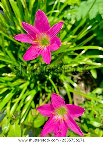 This is a rain lily that I picked up on a sunny day with very nice weather.