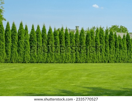 Tall thujas, beautiful hedge in the garden Royalty-Free Stock Photo #2335770527