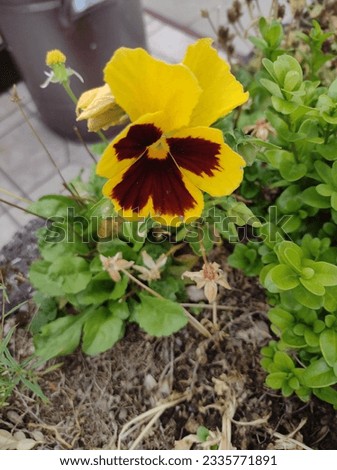yellow blooming pansy with black middle