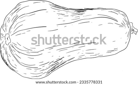 A hand drawn line drawing illustration of a butternut squash
