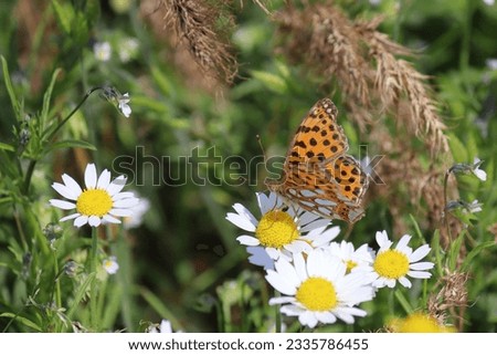 A beautiful and colorful butterfly on some white and yellow chamomile flowers