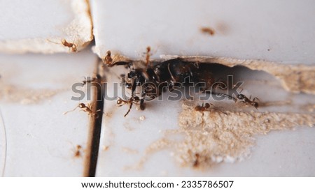 Group portrait of red ants or Red imported fire ant gathering to prey on black ants or Carpenter ant that have been sprawled and pinned against white walls and floors.