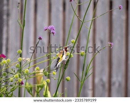 Goldfinch (Carduelis Carduelis) fringillidae with seed of the Knautia Macedonica in its mouth. There is also a Verbena Bonariensis in the blurred wooden background