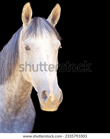 An Image in Equestrian Horse Photos 