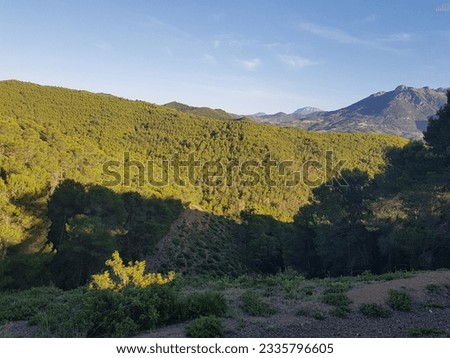 Majestic mountain range with pine forests covering the lower slopes. The mountains are a deep blue color. The pines are a lush green color and are swaying in the wind
