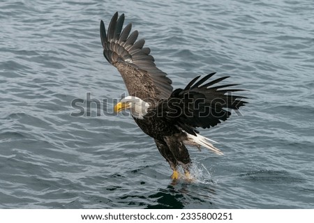 A Bald Eagle hunts for fish from the waters of Cape Breton Island, Nova Scotia.