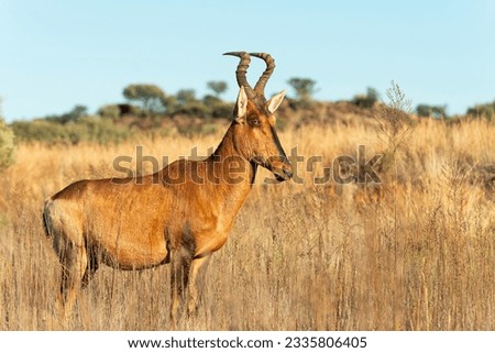 Tsessebe enjoying the warmth of the sun at the end of a nice winter-day in Northern Cape Province, South Africa Royalty-Free Stock Photo #2335806405