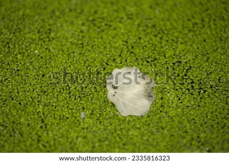 green plant on the water in the pond, green natural background