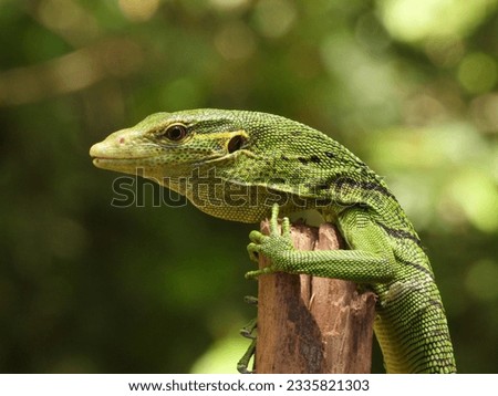 Green Tree Monitor (Varanus prasinus) is one of 13 protected monitor lizard species in Indonesia. Royalty-Free Stock Photo #2335821303