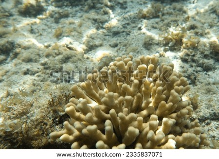 View of Sharm El Sheik coral reef in Egypt