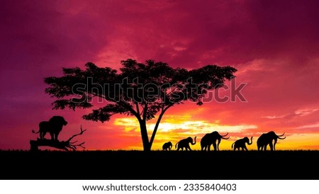 Amazing sunset and sunrise.Tree silhouetted against a setting sun.Dark tree on open field dramatic sunrise.Safari theme.