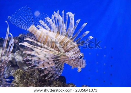 Beautiful big red Lionfish swiming with blue background in aquarium