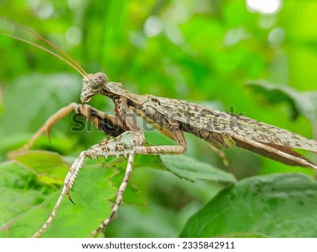 picture of a beautiful mantis grasshopper on a green leaf