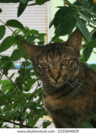 cat sneaking in the bushes