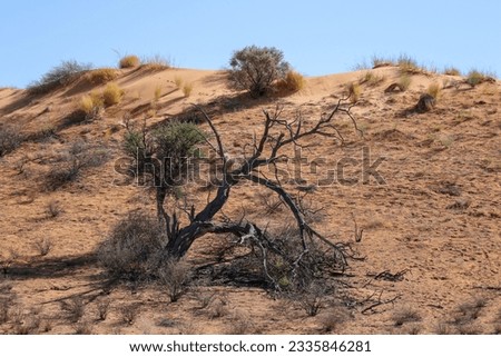 Beautiful arid Kalahari landscape (Kgalagadi)