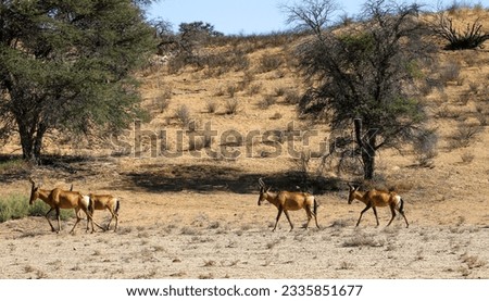 Red Hartebeest in the Kalahari (Kgalagadi)