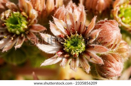 large flowers of succulents in a flowerbed, backgrounds and textures