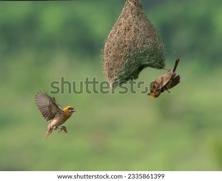 THE STORY OF A BAYA WEAVER COUPLE Royalty-Free Stock Photo #2335861399