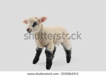A small, beautiful baby sheep. Little spring lamb. Portrait of a young sheep