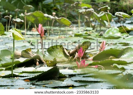 Pink water lily or lotus flowers and plants in a pond. A professional photographer shot the picture. There is a method for slightly blurring the foreground to make it soft green with lotus leaves.