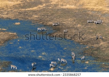 Aerial shot of a herd of Zebras grazing in the Okavango delta wetlands in Botswana.