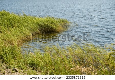 Green leaves of water plants in the lake