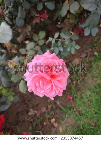 This is a picture of beautiful rose.
