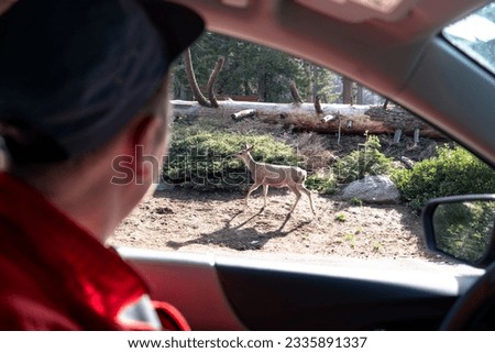 Man in car taking picture of deer in nature. Wildlife photographer captures stunning image of deer in forest. Phone camera lens focused on deer's antlers.