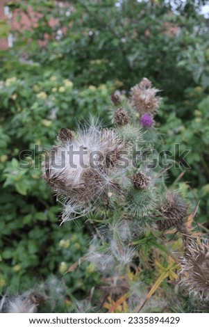 Up close picture of thistle seeds