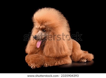 Resting beautiful apricot toy poodle isilated on a black background