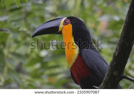 Channel-billed toucan in Rio de Janeiro Botanical Garden