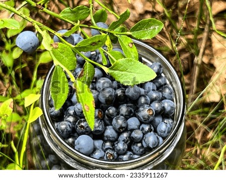 Forest blueberries collected in a glass jar surrounded by bushes with blueberries.