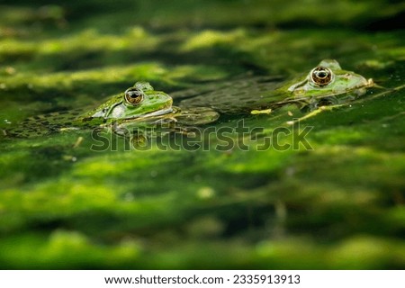 Two pool frog is swimming in water. Pelophylax lessonae in the vegetation area. European frog. Marsh frog. Royalty-Free Stock Photo #2335913913