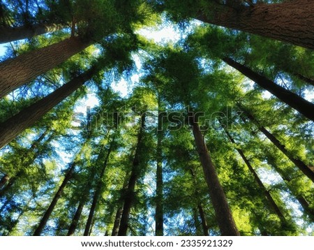 Forest path in the Pacific Northwest Royalty-Free Stock Photo #2335921329