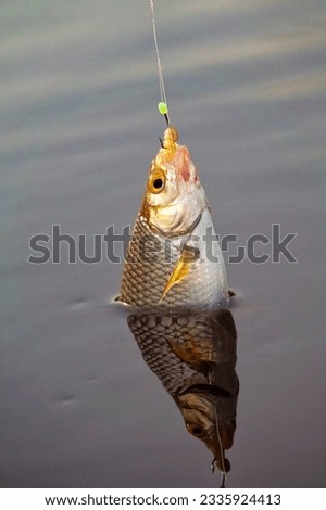 Roach. Gambling fishing on the river in the evening. Leger rig evening biting, bottom line set up Royalty-Free Stock Photo #2335924413