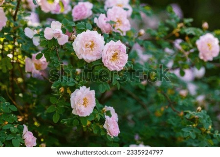 Beautiful rosa sort Pink robusta blooming in the spring garden Royalty-Free Stock Photo #2335924797