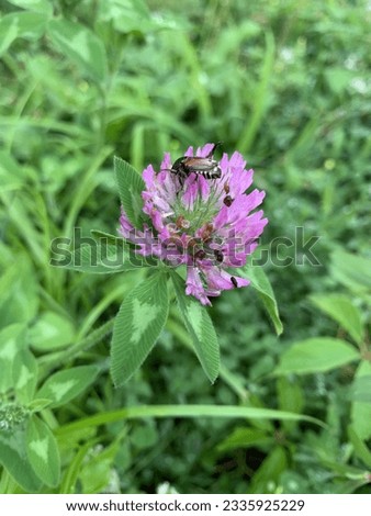 Japanese beetle on a red clover