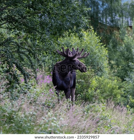 A picture of a moose in my garden