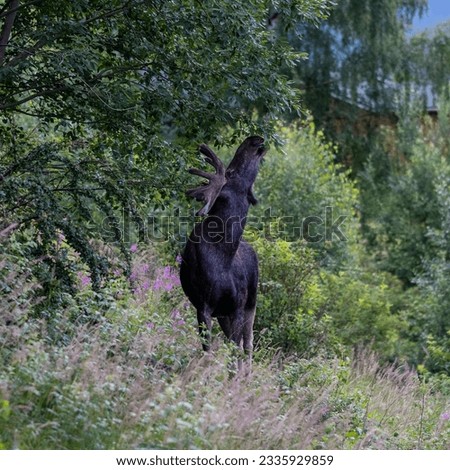 A picture of a moose in my garden