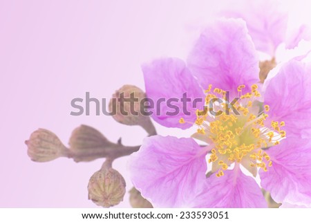Cananga odorata flowers, Thai Flower Tabak on white background Stock Photo