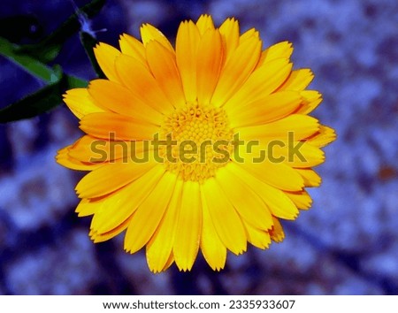         Calendula officinalis, commonly known as buttercup, marigold, flower of the dead, mercadela, marigold, is an herb of the Asteraceae family.  