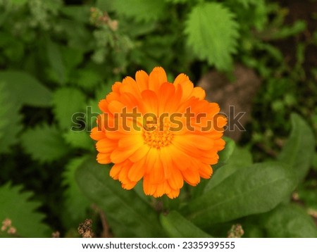 Detail of yellow marigold flower in the garden