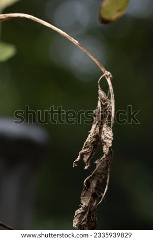Dead and wilted flowers and plants. Royalty-Free Stock Photo #2335939829
