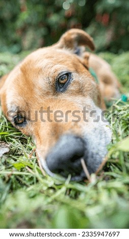 closeup of dog lying on the grass in the backyard of the house very calm on a summer day, vertical photo