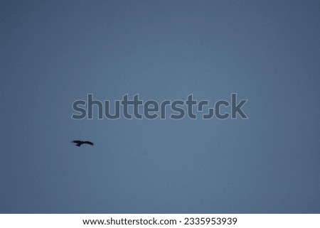A animal type called “Black Kite”