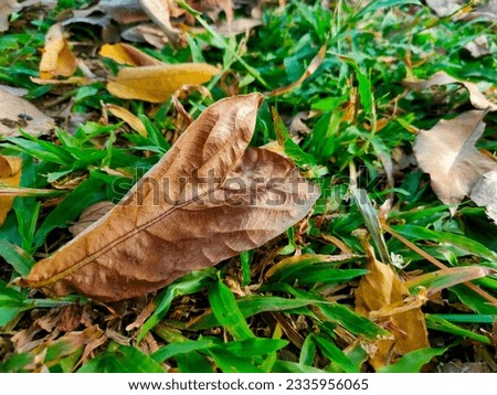 beautiful dry leaves picture and background 