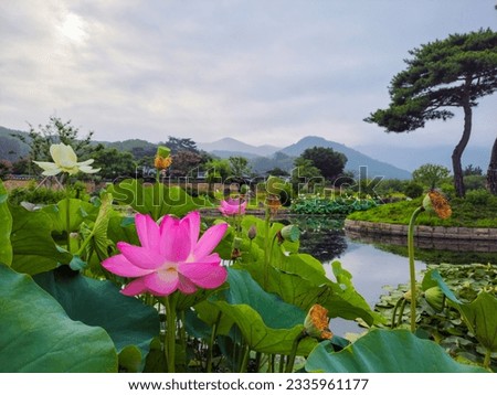 Korean garden with beautiful lotus flowers blooming in the pond