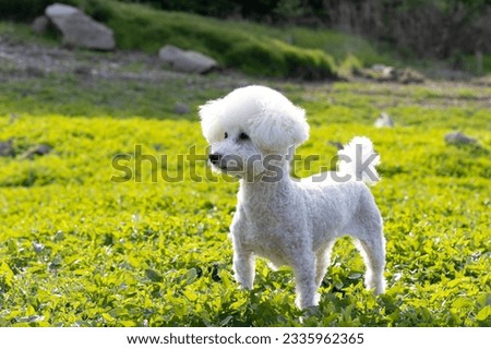 close up ; a cute white poodle dog standing on the grass